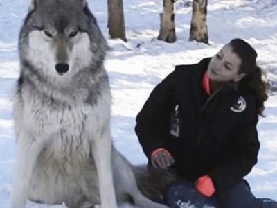 Giant wolf sits down next to woman in viral moment