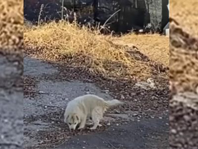 Abandoned 16-Year-Old Dog Walks Miles Every Day Just To Beg His Old Owner For Food