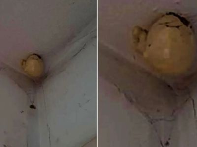 A woman noticed a very strange “egg” on the ceiling of her room and asked on Facebook what is that