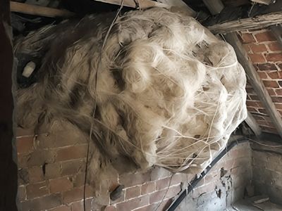 A man thinks he found a wasp nest in the attic – but turns pale when he realizes what's inside.