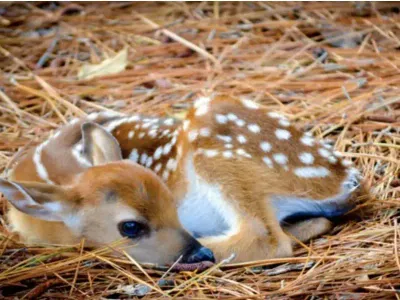 Kind Woman Rescues Slumbering Fawn Found Beneath Car Tire with a Thoughtful Note