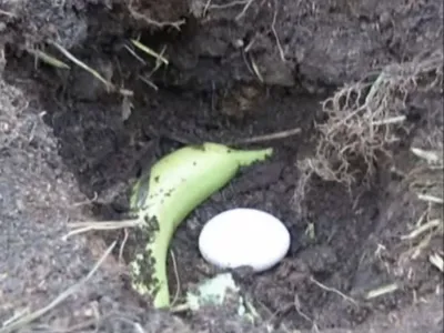 You can avoid using chemical fertilizers by using a miracle fertilizer.
