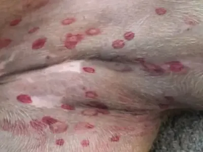 Red Alert: Those Scary Red Marks on Your Dog&#8217;s Belly!