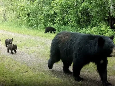 Video captures four newborn black bear cubs taking their first steps on a road in the wild.