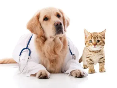 Types of Pet Insurance