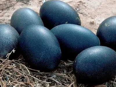 A farmer discovered black eggs, and what hatched left him truly terrified!
