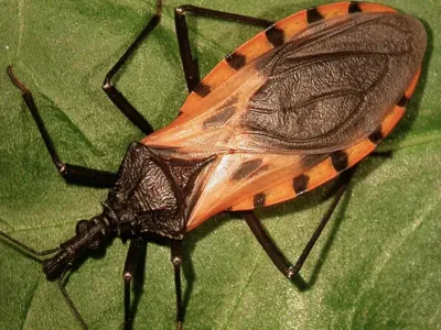 These bugs come out at nighttime, and attacking victims, they silently kill or leave them with a lifelong infection