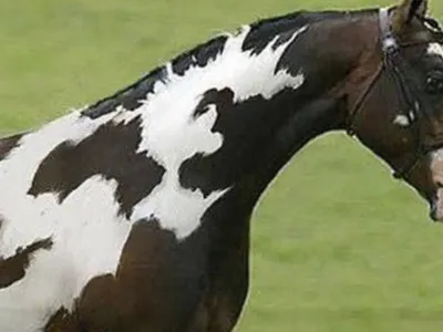Only People with High IQs Will Find the Second Horse in This Tricky Optical Illusion