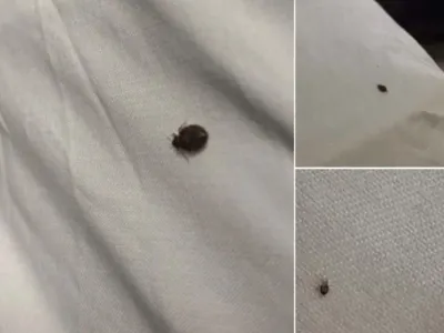 In case you spot a tick inside your home, here’s what you need to know