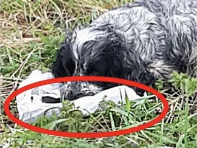 Bikers found an ABANDONED DOG holding a plastic BAG in his mouth. When they looked inside they were shocked and RAN immediately for help. Here’s what the dog PROTECTED: