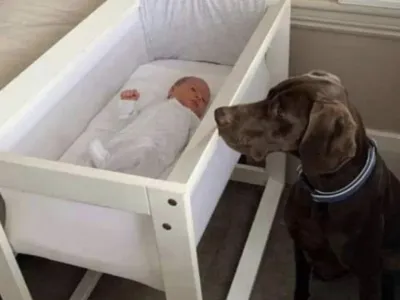 A newborn baby’s life was rescued in the middle of the night by a recently acquired stray dog.