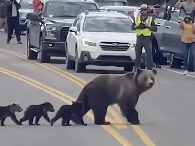 Mama Bear Leads Her Cubs Across the Road (Video)