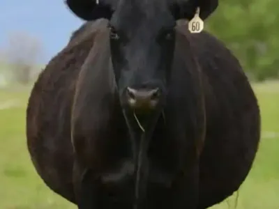 He Just Invested $6,500 in a Young Black Angus Bull