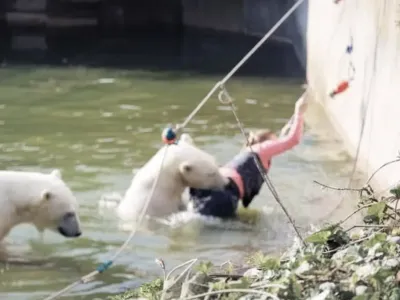 Polar bear attacks woman who jumped into enclosure at Berlin Zoo