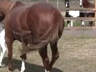 Horse gives birth to rare foal – you won’t believe the markings on her face