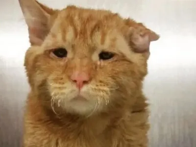 The Couple Adopted the Saddest Cat, and It Transformed into a Happy Animal in Just Hours.