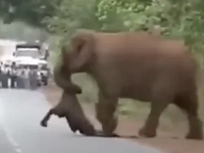 A Heartbreaking Scene: Elephants Mourning Their Young