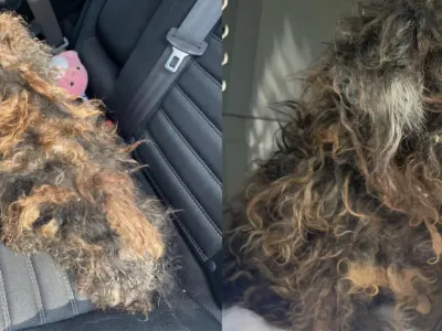 Rescue takes in severely matted dog who looks like a wig — today she’s unrecognizable