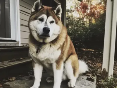 We settled into a house that had previously been owned by a man who had passed away, and a dog visited us daily. One day, I decided to follow it