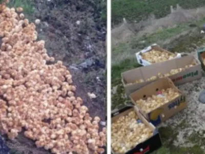 A young man finds &#8220;tennis balls&#8221; during a walk — looks closer and sees they are moving