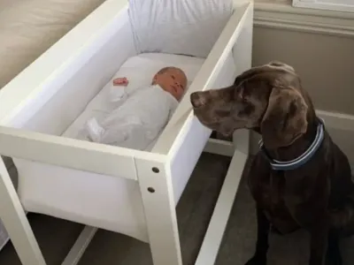 A newly adopted stray dog saved the life of a newborn baby in the middle of the night.