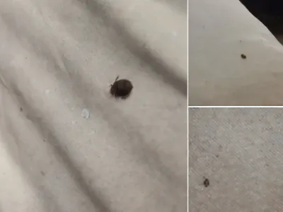 If you find a tick inside your home, here’s what you need to know