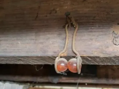 If you see this hanging from the rafters of your home, here’s what it means