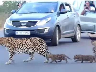 See Leopard Cubs Take Their First Steps on the Road: Heartwarming (Video)