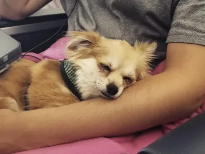 Woman takes boyfriend’s dog to shelter during his work hours