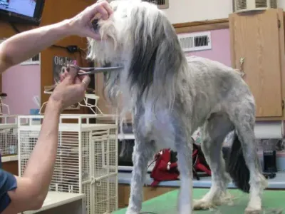 Why Pet Grooming Costs More Than Your Haircut