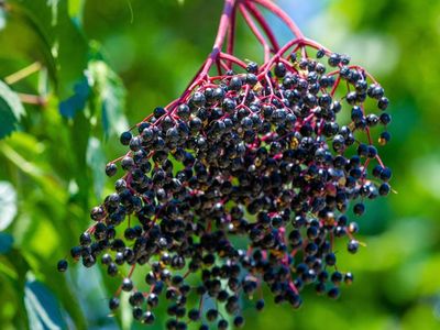 10 Advantages of Elderberry (Immune Health, Cardiovascular Benefits, and Beyond)