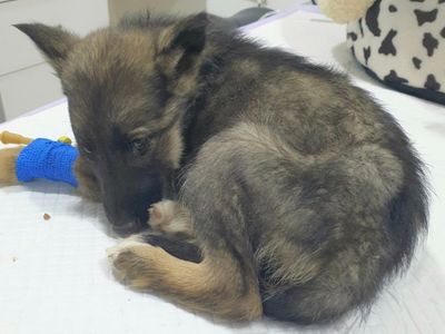 Vet gives puppy no chances to survive, reaches for needle – then boss takes look at her paws and shouts out