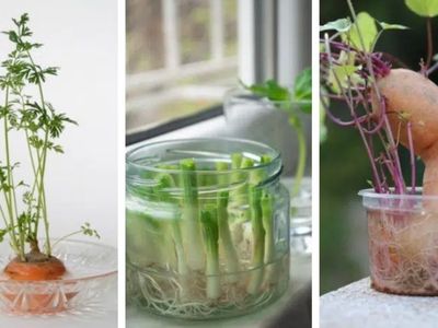 20 Vegetables You Can Re-Grow From Scraps